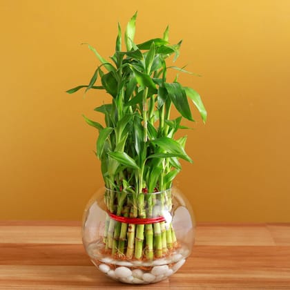 Three Layer Bamboo In Round Glass Vase