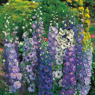 M-Tech Gardens Rare Hybrid Delphinium " Giants Mixed  " Exotic 50 Seeds for Growing