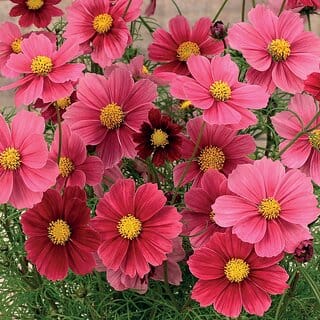 M-Tech Gardens Rare Hybrid Cosmos " Antiquity  " Exotic 30 Seeds for Growing