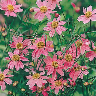 Rare Hybrid Coreopsis " American Dream " Exotic 40 Seeds for Growing