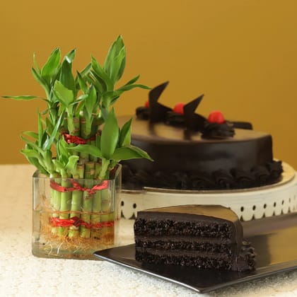 Lucky Bamboo Truffle Cake Combo