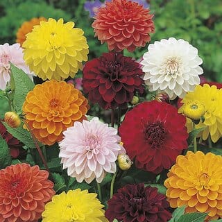 Rare Hybrid Dahlia " Showpiece  " Exotic 30 Seeds for Growing