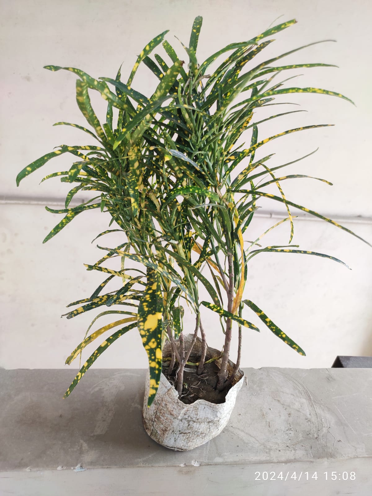 SNEHA HYDROPONICS Croton Plant Ht.1'5Ft