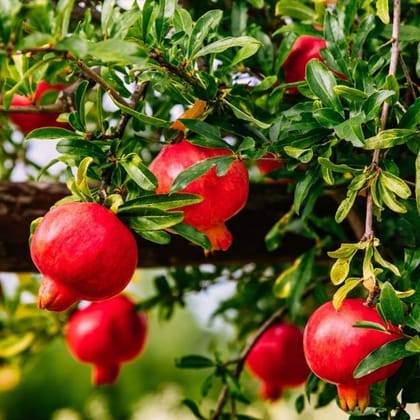 Super Bhagwa Pomegranate Tissue Culture Plants"Punica Granatum"-1 Quart(1.5-2.5ft. 12 Month Old)