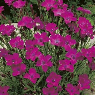 Rare Hybrid Dianthus " deltoides " Exotic 50 Seeds for Growing