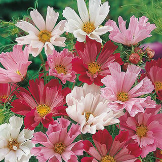 M-Tech Gardens Rare Hybrid Cosmos " Seashells Mixed  " Exotic 30 Seeds for Growing