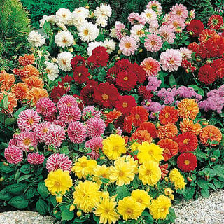 Rare Hybrid Dahlia " Figaro Mixed  " Exotic 30 Seeds for Growing