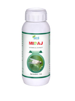 Miraj  - 500 gm