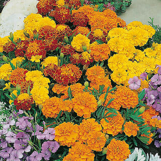 M-Tech Gardens Rare Hybrid French Marigold " Bonita Mixed  " Exotic 30 Seeds for Growing