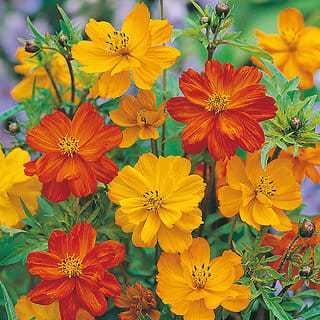 M-Tech Gardens Rare Hybrid Cosmos " Klondyke Mixed  " Exotic 30 Seeds for Growing