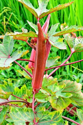 Okra Brown Seed Balls - Abelmoschus esculentus