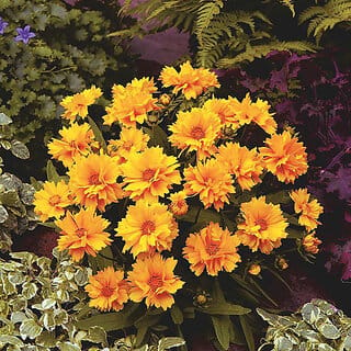 M-Tech Gardens Rare Hybrid Coreopsis " Presto " Exotic 40 Seeds for Growing