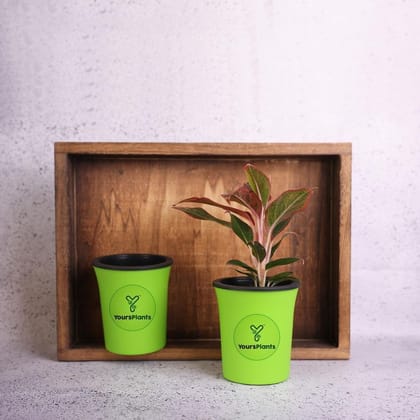 Self watering Pot Oslo (w10.50cm x 11.5cm) Perfect Tabletop Decor for Indoor and Outdoor Living | Easy to Clean,Light-Weight,UV Resistance, Non Fading Color {Pack of 2}