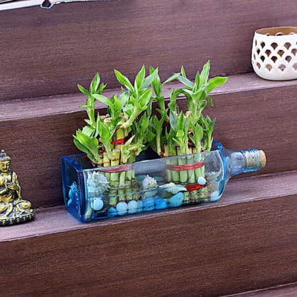 Two Lucky Bamboo In Bombay Sapphire Bottle Planter