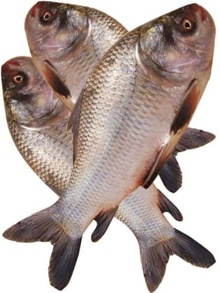 catla fish - 40 kg