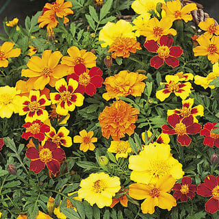 M-Tech Gardens Rare Hybrid French Marigold " Disco Mixed  " Exotic 30 Seeds for Growing