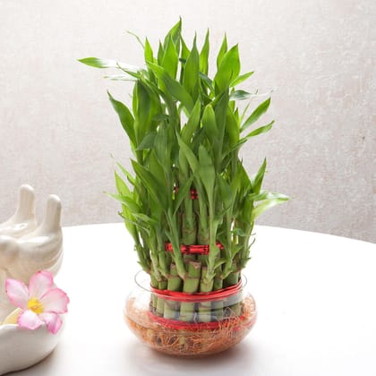 3 Layer Lucky Bamboo Plant With Pot