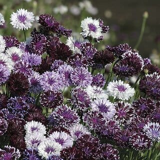 M-Tech Gardens Rare Hybrid Cornflower " Classic Magic  " Exotic 30 Seeds for Growing