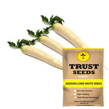 Raddish long white seeds (Hybrid)