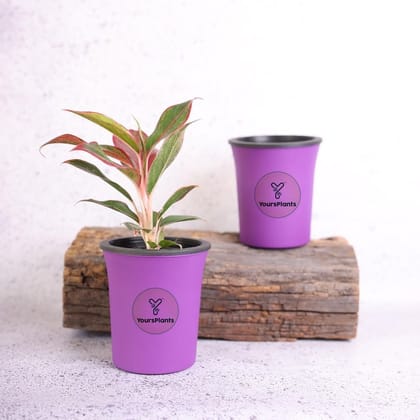 Self watering Pot Oslo (w10.50cm x 11.5cm) Perfect Tabletop Decor for Indoor and Outdoor Living | Easy to Clean,Light-Weight,UV Resistance, Non Fading Color {Pack of 2}