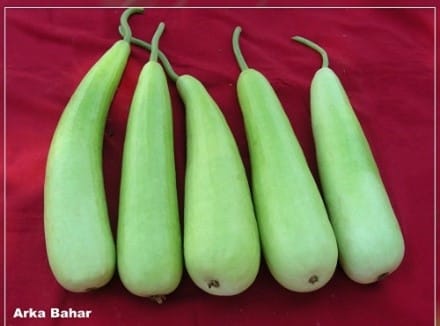 BOTTLE GOURD HYBRID