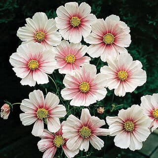 Rare Hybrid Cosmos " Daydream  " Exotic 30 Seeds for Growing