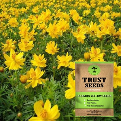 Cosmos yellow seeds (Open Pollinated)