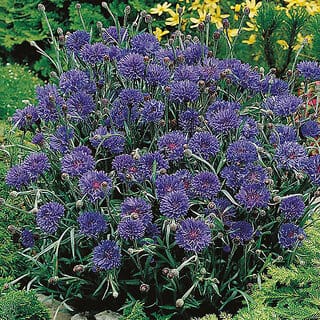 M-Tech Gardens Rare Hybrid Cornflower " Midget Blue  " Exotic 30 Seeds for Growing