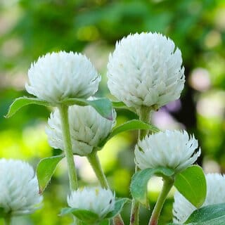 M-Tech Gardens Rare Hybrid Gomphrena " Gnome White " Exotic 20 Seeds for Growing