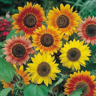 Rare Hybrid Sunflower " Sunburst " Exotic 30 Seeds for Growing