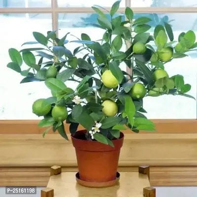 Fresh All Time Kagzi Lemon Plants - Grafted