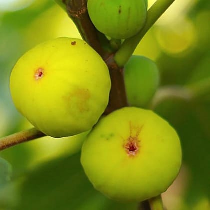 Deanna Fig Tissue Culture Plant "Ficus carica"-1 Quart(1-1.5ft.)
