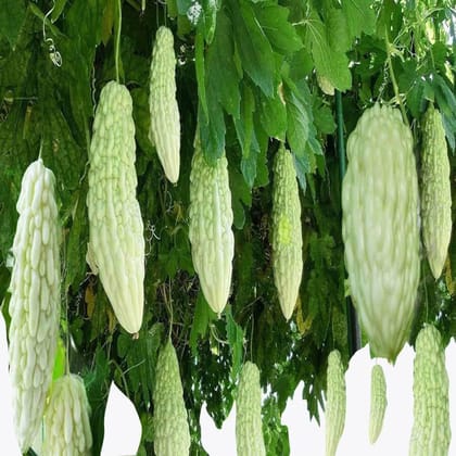 White karela/ Tella kakarakaya Seed Pack Of  15