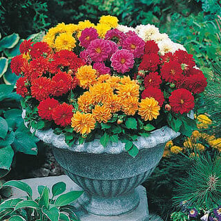 M-Tech Gardens Rare Hybrid Dahlia " Dwarf Double Mixed  " Exotic 30 Seeds for Growing