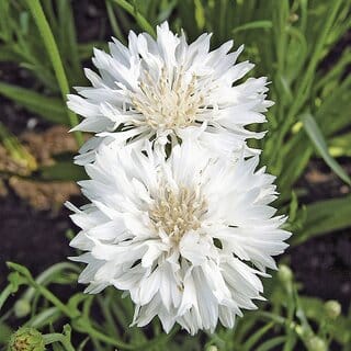 M-Tech Gardens Rare Hybrid Cornflower " Snowman  " Exotic 30 Seeds for Growing