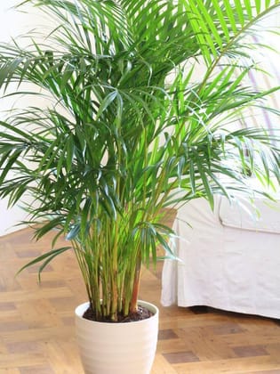 Areca Palm Seeds For Planting - Free Seedling Box Seed Pack Of  5