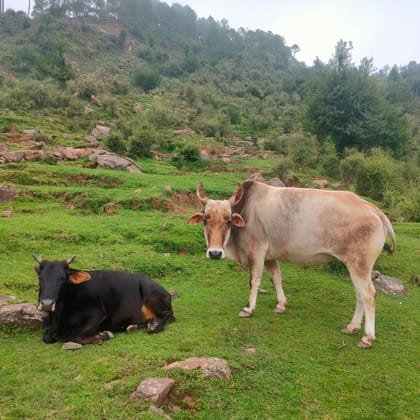 SINGLE BREED VEDIC A2 GHEE BADRI COW