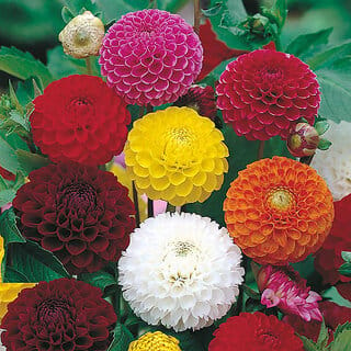 M-Tech Gardens Rare Hybrid Dahlia " Pompon Mixed  " Exotic 30 Seeds for Growing