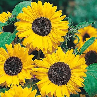 Rare Hybrid Sunflower " Hallo " Exotic 30 Seeds for Growing