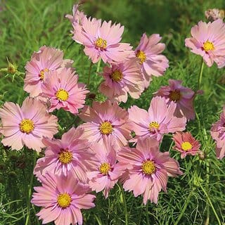 M-Tech Gardens Rare Hybrid Cosmos " Apricotta  " Exotic 30 Seeds for Growing