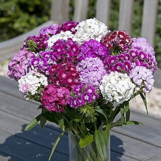 M-Tech Gardens Rare Hybrid Dianthus " Hollandia Mixed " Exotic 50 Seeds for Growing