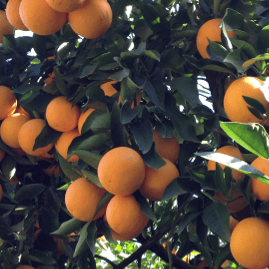 Turkey Valencia Orange Tree "Citrus Sinensis"-1 Quart(6-12 inch) Grafteded on (X-639) Tissueculture Developed Rootstock