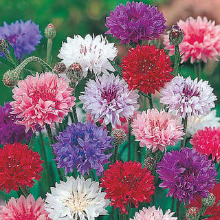 M-Tech Gardens Rare Hybrid Cornflower " Polka Dot  " Exotic 30 Seeds for Growing