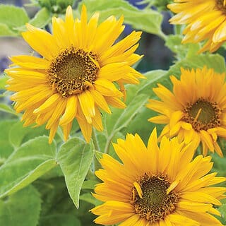 M-Tech Gardens Rare Hybrid Sunflower " Santa Lucia " Exotic 30 Seeds for Growing