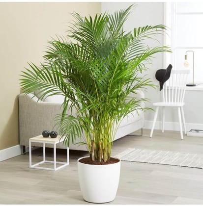 Areca Palm Hybrid Plant Seeds For Home And Balcony Gardening Seed Pack Of  5