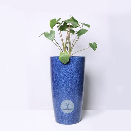 Cono Planters, Big Pot, Create a Lavish Indoor