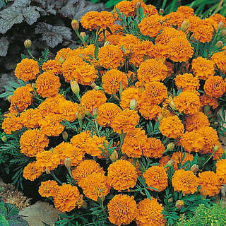M-Tech Gardens Rare Hybrid French Marigold " Orange Boy  " Exotic 30 Seeds for Growing