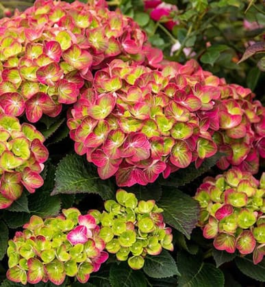 Hybrid Hydrangea Plant For Gardening