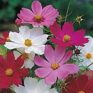 M-Tech Gardens Rare Hybrid Cosmos " Sensation Mixed  " Exotic 30 Seeds for Growing