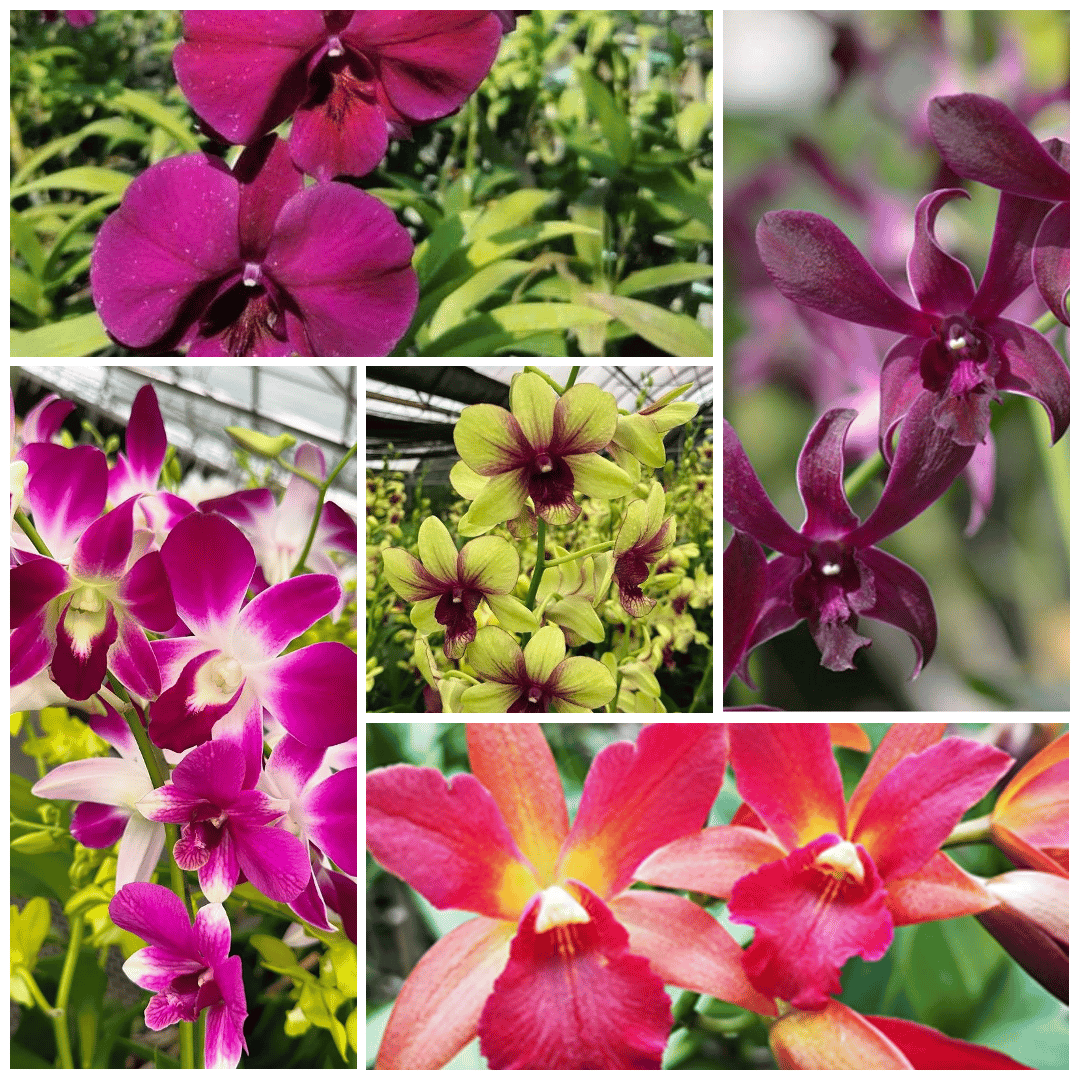 Assorted Dendrobium Seedling size 5 Orchids Combo